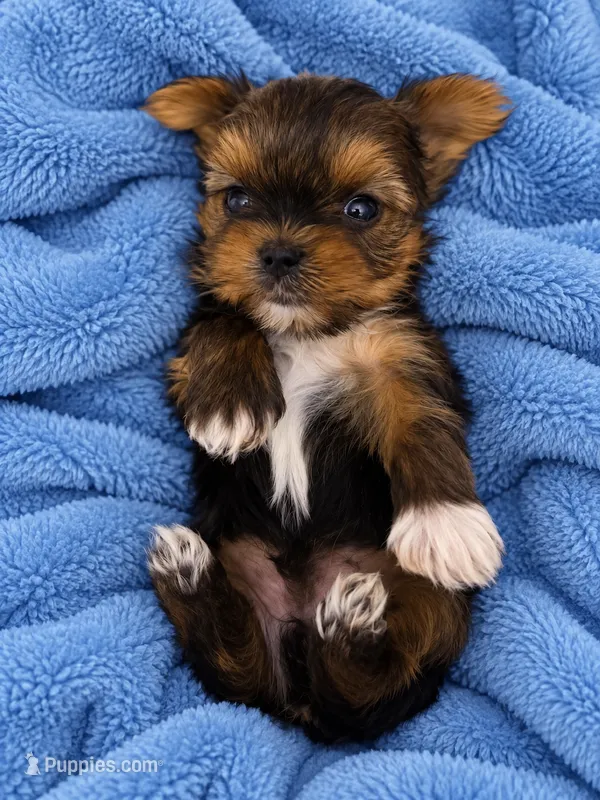 Romeo – Yorkshire Terrier puppy for sale in Athens, GA
