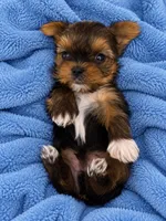 Romeo, a male Yorkshire Terrier for sale in Athens, GA – 1 of 1