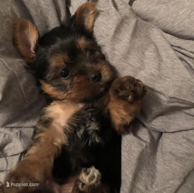 Duice  – Yorkshire Terrier puppy for sale in Athens, GA
