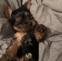 Duice , a male Yorkshire Terrier for sale in Athens, GA – 1 of 1