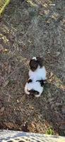 Bam bam , a male Shih Tzu for sale in Athens, GA – Photo 2 of 2