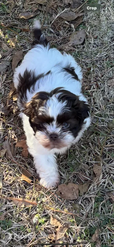 Bam bam  – Shih Tzu puppy for sale in Athens, GA