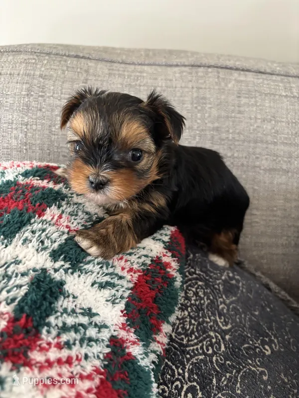 Tinker – Yorkshire Terrier puppy for sale in Athens, GA