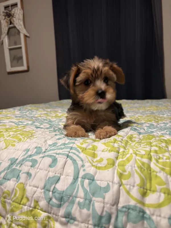 Sassy AKC – Yorkshire Terrier puppy for sale in Athens, GA