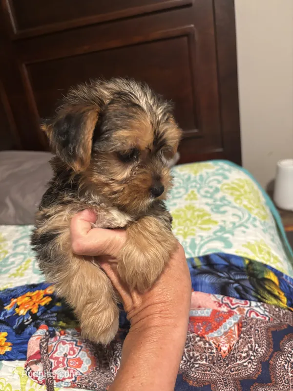 Star AKC – Yorkshire Terrier puppy for sale in Athens, GA