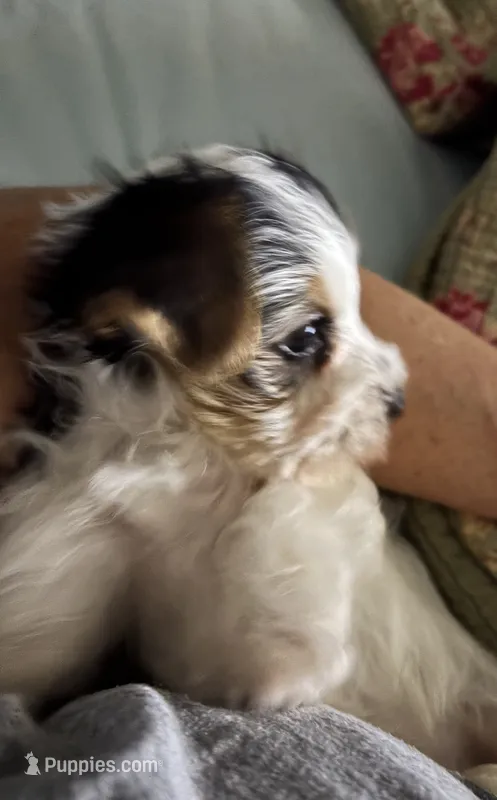 Tiny Parti girl AKC  – Yorkshire Terrier puppy for sale in Athens, GA