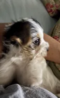 Tiny Parti girl AKC , a female Yorkshire Terrier for sale in Athens, GA – 1 of 3