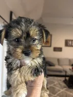 Sassy AKC, a female Yorkshire Terrier for sale in Athens, GA – 1 of 3