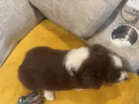 Righty - pink, a female Miniature American Shepherd for sale in Dora, MO – Photo 3 of 9