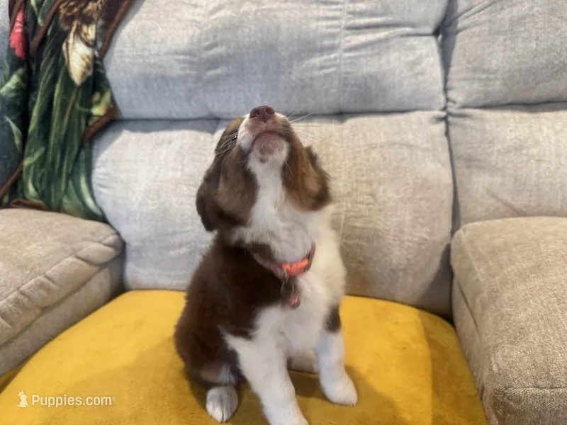 Righty - pink – Miniature American Shepherd puppy for sale in Dora, MO