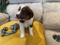 Righty - pink, a female Miniature American Shepherd for sale in Dora, MO – Photo 2 of 9