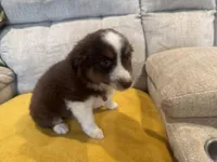 Righty - pink, a female Miniature American Shepherd for sale in Dora, MO – Photo 4 of 9