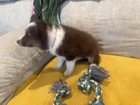 Righty - pink, a female Miniature American Shepherd for sale in Dora, MO – Photo 9 of 9