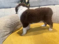 Righty - pink, a female Miniature American Shepherd for sale in Dora, MO – Photo 7 of 9