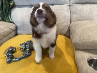 Righty - pink, a female Miniature American Shepherd for sale in Dora, MO – Photo 6 of 9