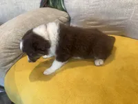 Righty - pink, a female Miniature American Shepherd for sale in Dora, MO – Photo 5 of 9