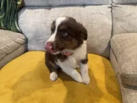 Righty - pink, a female Miniature American Shepherd for sale in Dora, MO – Photo 8 of 9