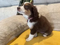 Lefty- coral , a female Miniature American Shepherd for sale in Dora, MO – Photo 7 of 10