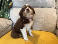 Lefty- coral , a female Miniature American Shepherd for sale in Dora, MO – Photo 9 of 10