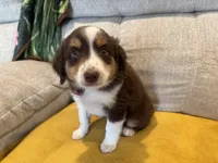 Lefty- coral , a female Miniature American Shepherd for sale in Dora, MO – Photo 2 of 10