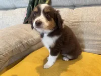 Lefty- coral , a female Miniature American Shepherd for sale in Dora, MO – Photo 5 of 10