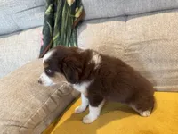 Lefty- coral , a female Miniature American Shepherd for sale in Dora, MO – Photo 10 of 10