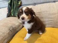 Lefty- coral , a female Miniature American Shepherd for sale in Dora, MO – Photo 6 of 10