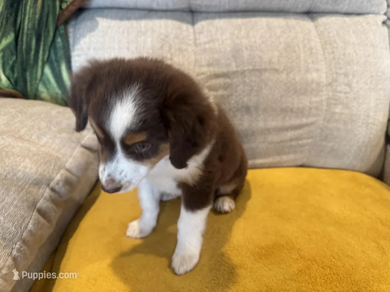 Lefty- coral  – Miniature American Shepherd puppy for sale in Dora, MO