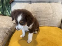 Lefty- coral , a female Miniature American Shepherd for sale in Dora, MO – Photo 1 of 10