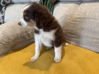 Lefty- coral , a female Miniature American Shepherd for sale in Dora, MO – Photo 8 of 10