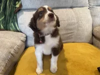 Lefty- coral , a female Miniature American Shepherd for sale in Dora, MO – Photo 4 of 10