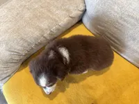 Lefty- coral , a female Miniature American Shepherd for sale in Dora, MO – Photo 3 of 10