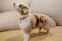 Patch - orange 🍊 , a female Miniature American Shepherd for sale in Dora, MO – Photo 3 of 7