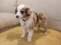 Patch - orange 🍊 , a female Miniature American Shepherd for sale in Dora, MO – Photo 5 of 7