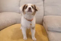 Patch - orange 🍊 , a female Miniature American Shepherd for sale in Dora, MO – Photo 1 of 7