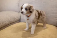 Patch - orange 🍊 , a female Miniature American Shepherd for sale in Dora, MO – Photo 2 of 7