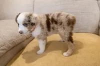 Patch - orange 🍊 , a female Miniature American Shepherd for sale in Dora, MO – Photo 4 of 7