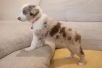 Patch - orange 🍊 , a female Miniature American Shepherd for sale in Dora, MO – Photo 7 of 7