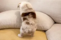 Patch - orange 🍊 , a female Miniature American Shepherd for sale in Dora, MO – Photo 6 of 7