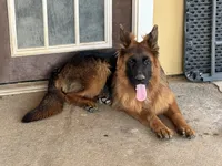 Samson, a male German Shepherd Dog for sale in Conroe, TX – 1 of 4