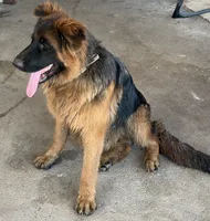 Bruno, a male German Shepherd Dog for sale in Conroe, TX – 2 of 2
