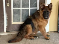 Samson, a male German Shepherd Dog for sale in Conroe, TX – 4 of 4