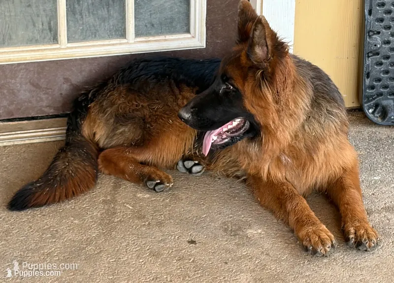 Thunder – German Shepherd Dog puppy for sale in Conroe, TX