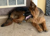 Samson, a male German Shepherd Dog for sale in Conroe, TX – 3 of 4