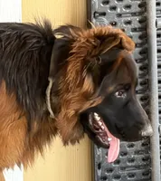 Thunder, a male German Shepherd Dog for sale in Conroe, TX – 1 of 3
