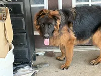 Thunder, a male German Shepherd Dog for sale in Conroe, TX – 3 of 3