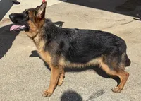 Bella, a female German Shepherd Dog for sale in Conroe, TX – 2 of 2