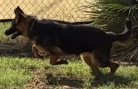 Bella, a female German Shepherd Dog for sale in Conroe, TX – 1 of 2