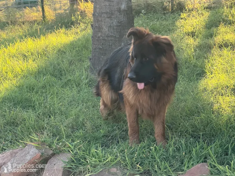 Samson – German Shepherd Dog puppy for sale in Conroe, TX