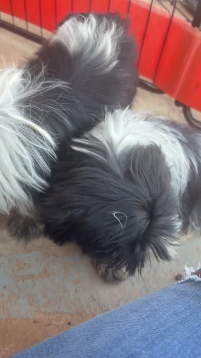 Shih Tzu, a male Shih Tzu for sale in Conroe, TX – 1 of 1